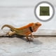 thumbnail image 3 of Alfombra para reptiles, ropa de cama para terrario, revestimiento de sustrato, alfombrilla para jaula para reptiles, accesorio para tanque (S), 3 of 5