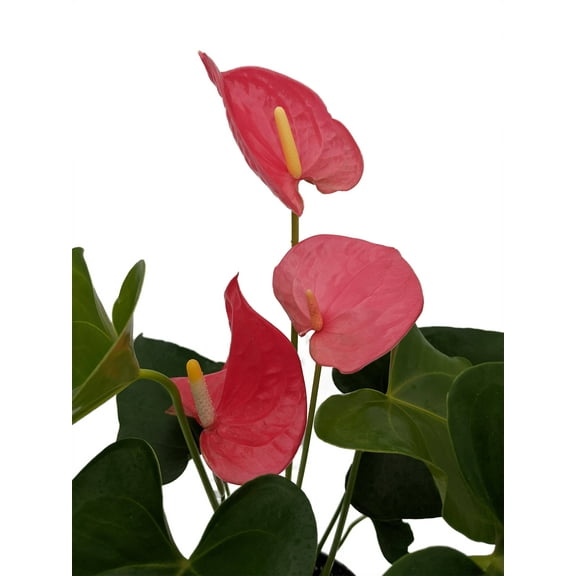Tickled Pink Anthurium Plant - 6" Pot - Great Gift