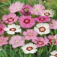 thumbnail image 2 of Outsidepride Dianthus Plumarius Sweetness Ground Cover Seeds, 2 of 4