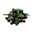thumbnail image 2 of Outdor Realistic Fruits High Of Blueberries Cherries And Suitable For Use In Home Kitchens Dining Wedding Photography And, 2 of 6