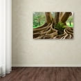 thumbnail image 3 of Trademark Fine Art 'Roots Sarasots Big Tree' Canvas Art by Mike Jones Photo, 3 of 3
