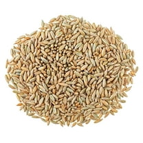 12 Ounces Winter Rye Seeds for Planting
