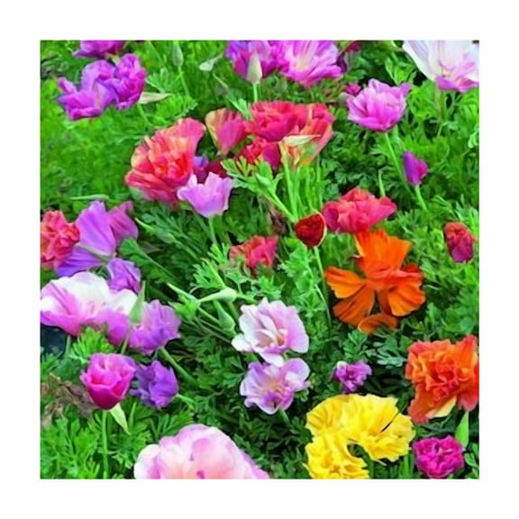 Poppy California Mission Bells Nice Garden Flower Seeds by Seed Kingdom (1 OZ Seeds)