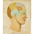 thumbnail image 2 of Vision Studio 20x23 Black Ornate Wood Framed with Double Matting Museum Art Print Titled - Vintage Phrenology, 2 of 4