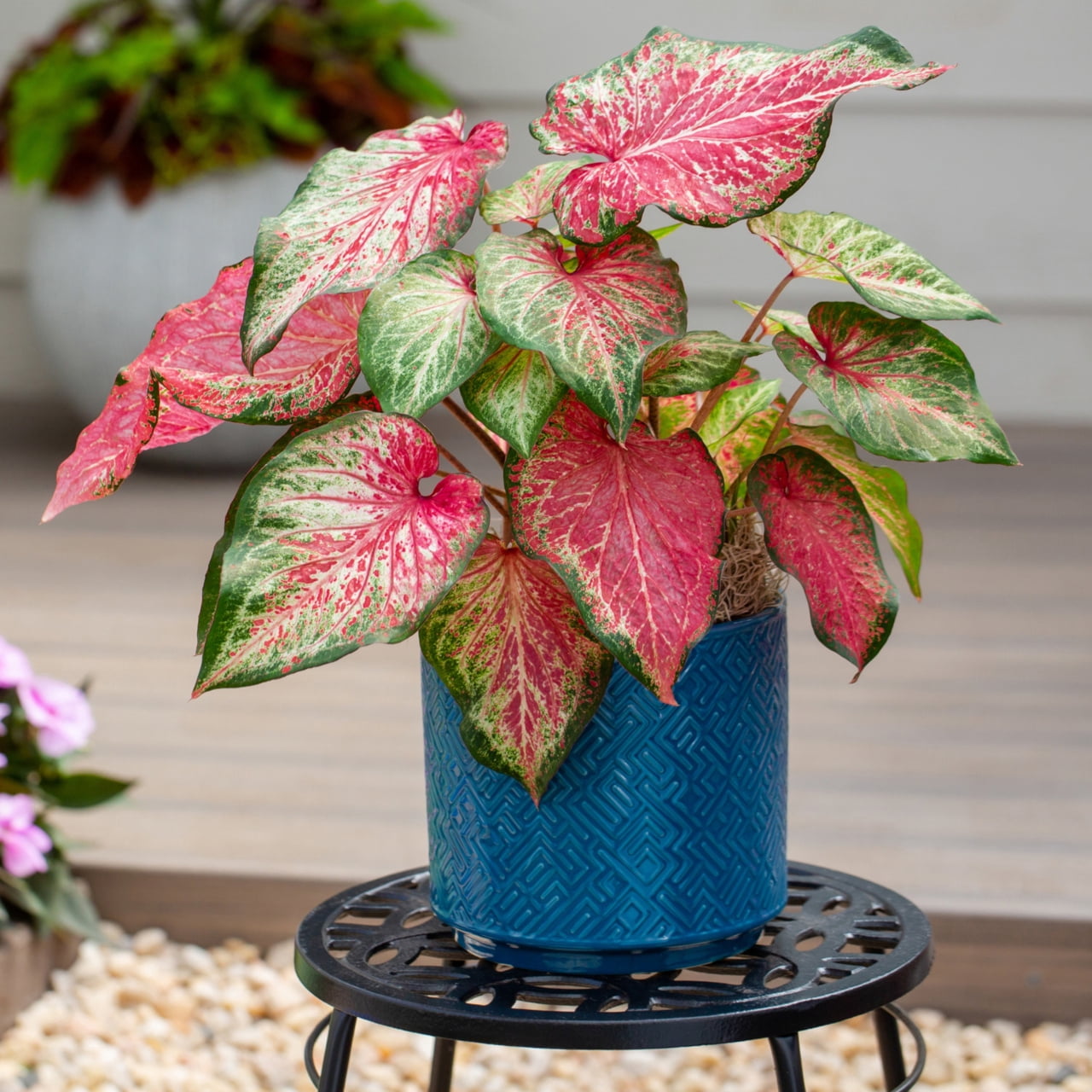 Proven Winners 2QT Green Pink Caladium Live Annual Plant Sun 3-Pack