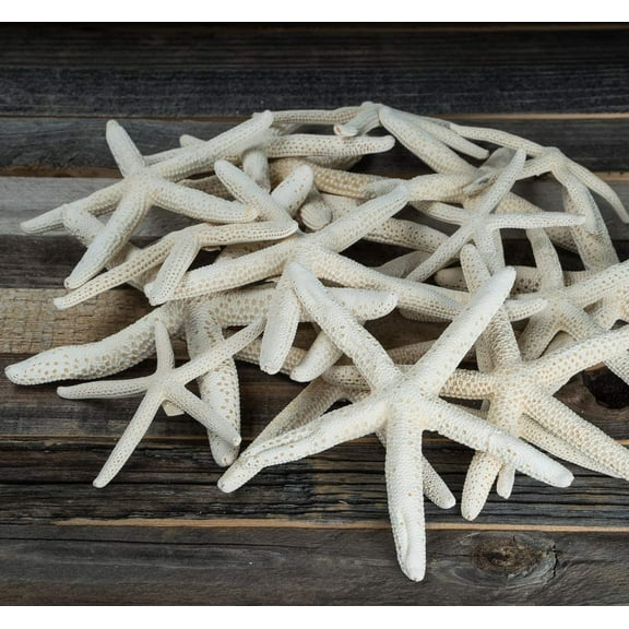 Finger Starfish | 15 White Uniquely Shaped Assortment 2" to 5" | Imperfect Starfish for Craft and Decoration