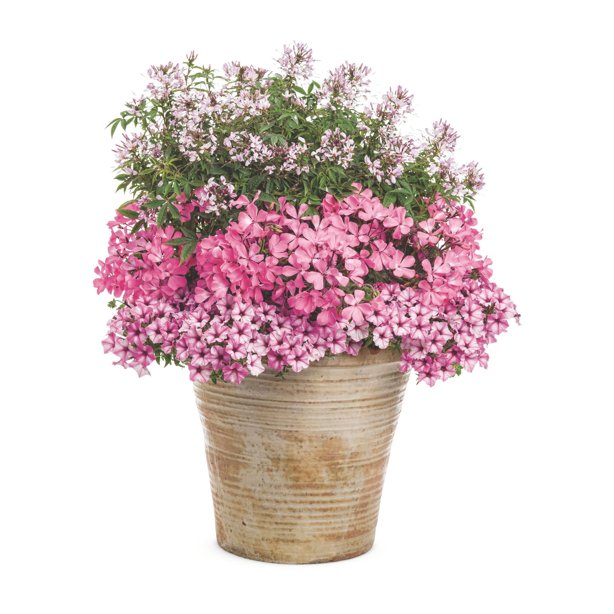 Proven Winners 4" Supertunia Mini Vista Pink Star Petunia Live Plant in 4.25" Pot (4 Count)