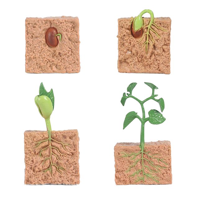 Los niños planta plástico plástico semillas falsas modelo creciente plantación de juguetes enseñanza cognitiva ayudas para el kit de juguetes de aprendizaje educativo temprano Inevent FN001291-01