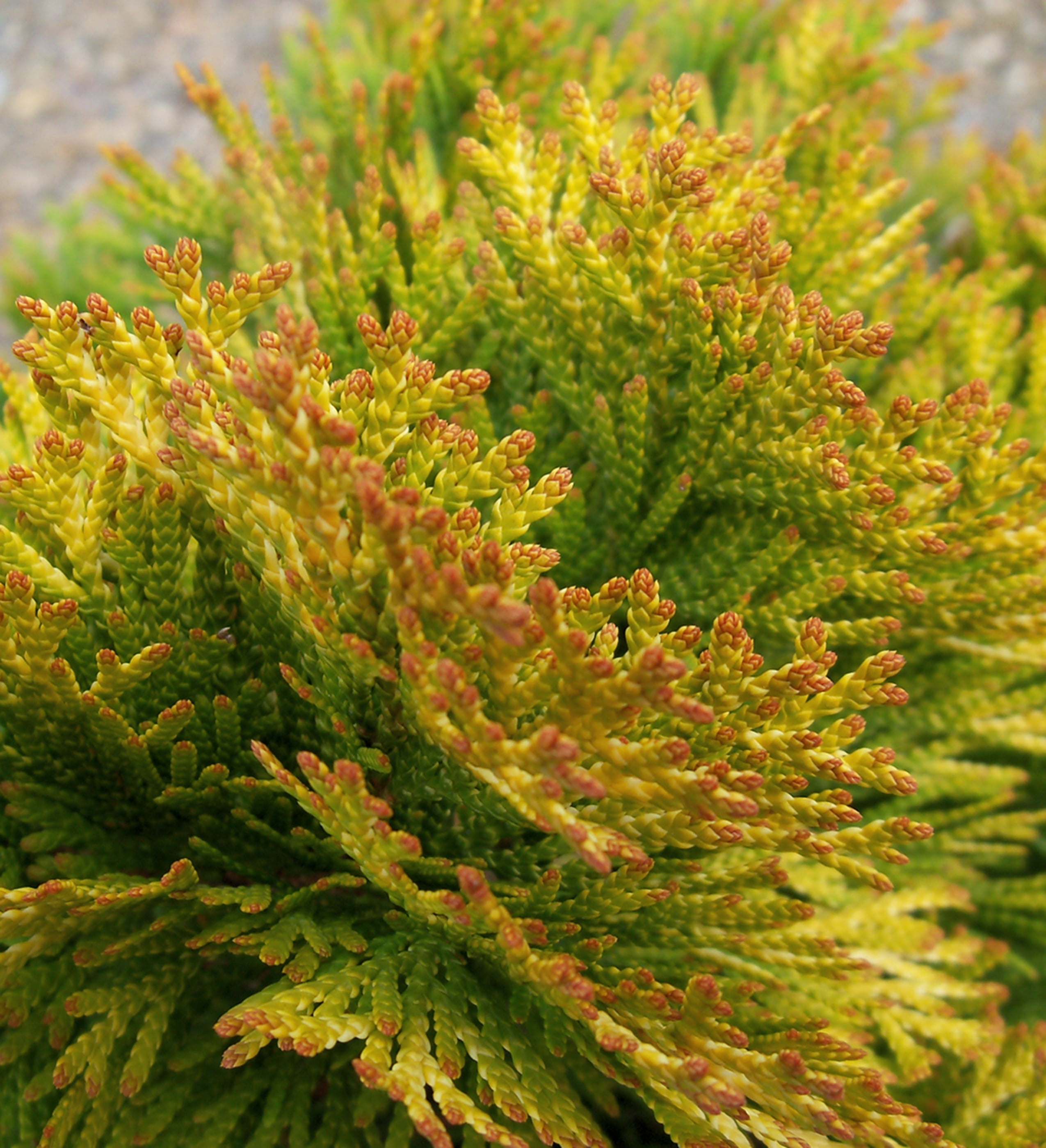 2.5 qt. Highlights Arborvitae (Thuja) Live Conifer Evergreen Tree, Yellow and Green Foliage