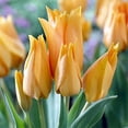 thumbnail image 2 of Moondance Perennial Tulip praestans 10 Bulbs - Multi Flowering - 10/11 cm Bulbs, 2 of 2