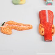 Axis Scientific Complete Endocrine Gland Set Anatomy Model - Human anatomy system miniature, scientific anatomy model, mini figure for Classrooms Studies, Education Study Anatomical