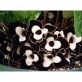 thumbnail image 2 of Panda Face Ling Ling Ginger - Asarum Maximum - Wildflower - 2.5" Pot, 2 of 4