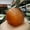 Red, variant on K-KED Beautiful Rare Natural Cat's Eye Stone Balls Quartz Crystal Reiki Healing Sphere-50 mm-Multicolor