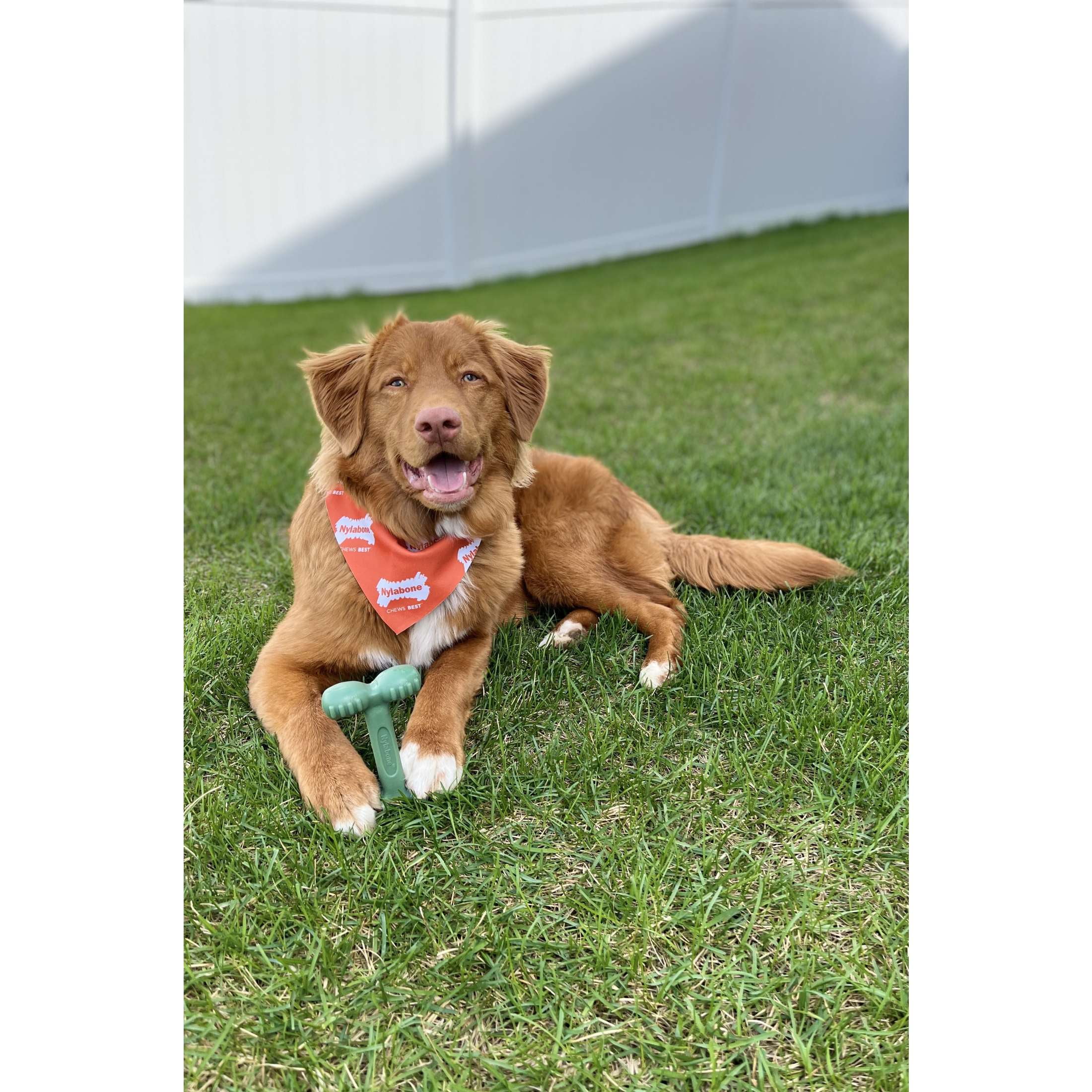 (4 pack) Nylabone Power Chew Easy Hold Bone Dog Toy, Dog Chew Toy, Chicken Jerky Flavor, Large, 1 Count