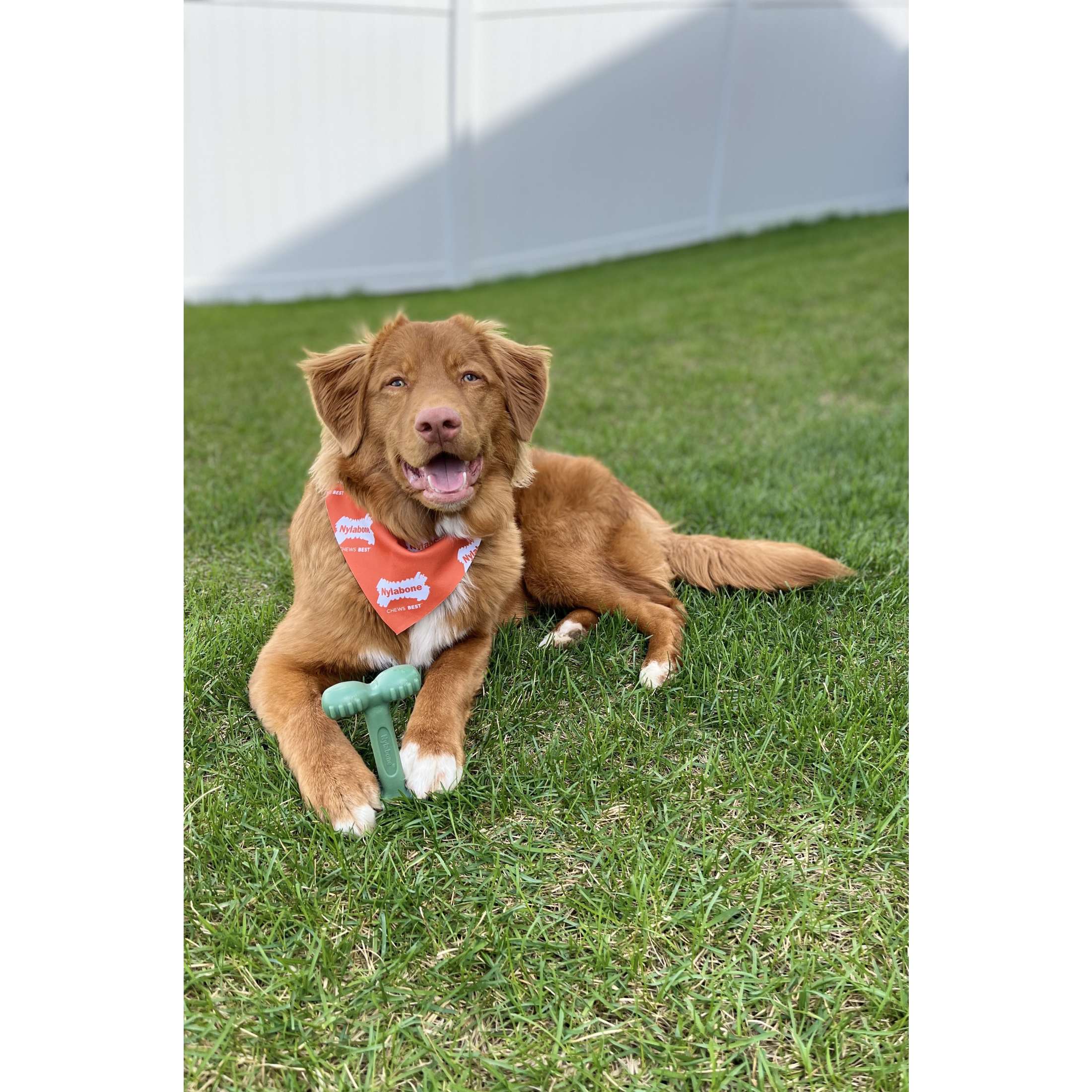 Nylabone Power Chew Easy Hold Bone Dog Toy, Chicken, Large photo 2