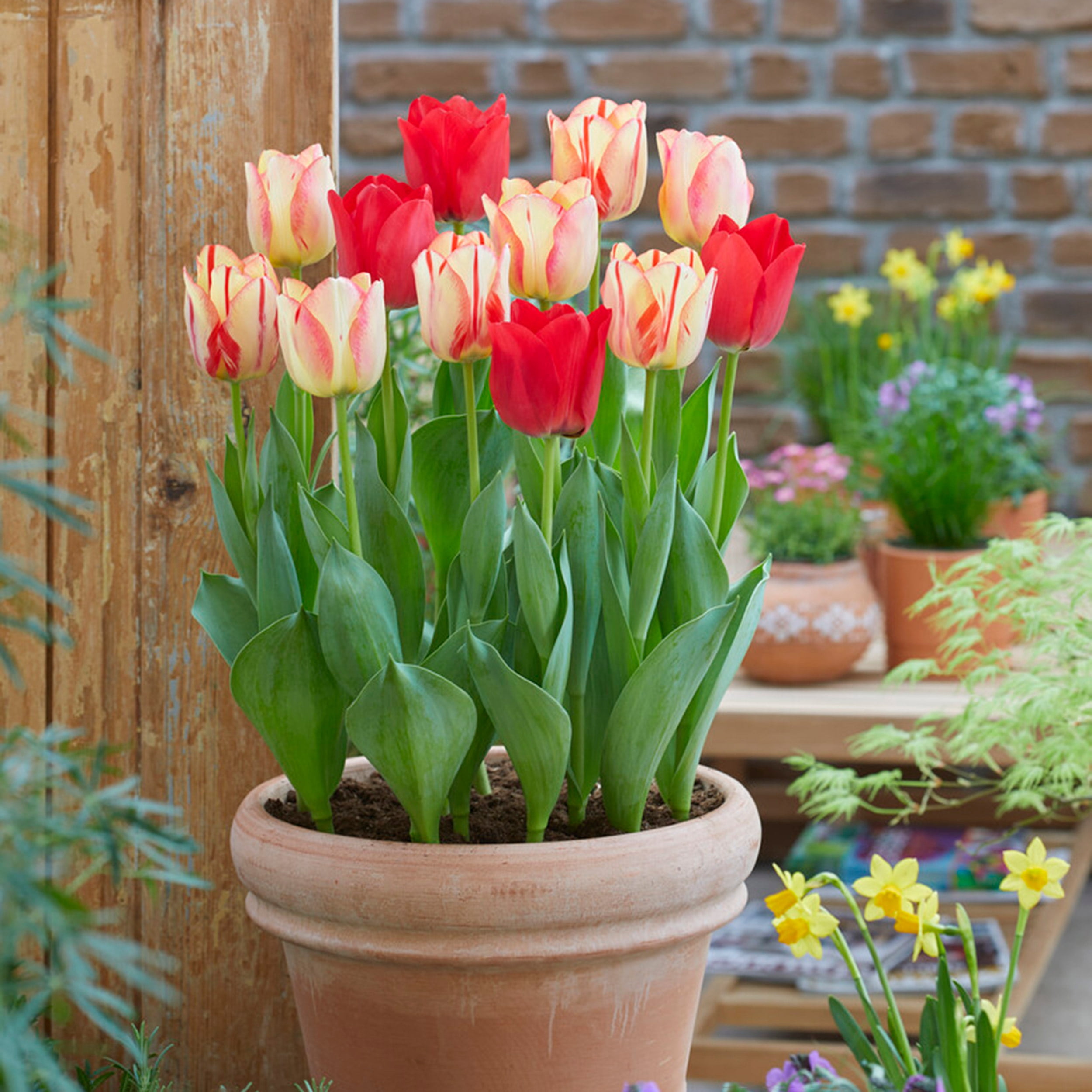 Garden State Bulb Spryng Break Blend Triumph Tulip Bulbs, 12/+ cm (Bag of 100)