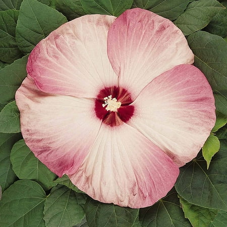 Luna Series F1 Hibiscus Flower Garden Seeds - Pink Swirl - 25 Seeds - Perennial Flower Gardening - Hibiscus moscheutos, Hibiscus Flower Seeds - Luna.., By Mountain Valley Seed Company Ship from (Best Flower Seed Company Reviews)
