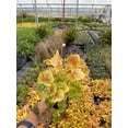 thumbnail image 3 of 3 Solar Eclipse Heucherella in 3 inch Size Plugs/Coral Bells---Plugs removed from tray, and stretch wrapped for transit, 3 of 3