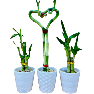 peace lily spathiphyllum plant Spathiphyllum (peace lily)  Plant Material