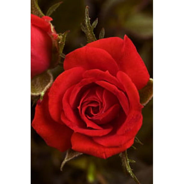 Crimson Treasure Micro Mini Rose Bush Fragrant Hardy 4 Pot Walmart Com Crimson Treasure Micro Mini Rose Bush Fragrant Hardy 4 Pot Walmart Com