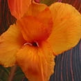 thumbnail image 2 of Van Zyverden Cannas Tropicanna®, 3 Bulbs, Orange, Full Sun, Annual, Deer Resistant, 2 of 10