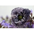 thumbnail image 6 of Seedville 50 Amazing Grey Poppy Shirley Poppy Flower Seed, 6 of 11