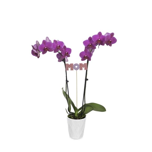 Just Add Ice Purple Orchid Live Plant