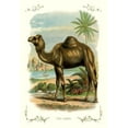 thumbnail image 2 of Unknown 18x24 Gold Ornate Wood Framed with Double Matting Museum Art Print Titled - The Camel, 1900, 2 of 4