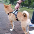 thumbnail image 5 of Arnés de nailon personalizado para perros, reflectante, transpirable, para perros pequeños y grandes, accesorios de entrenamiento para paseos al aire libre, 5 of 5