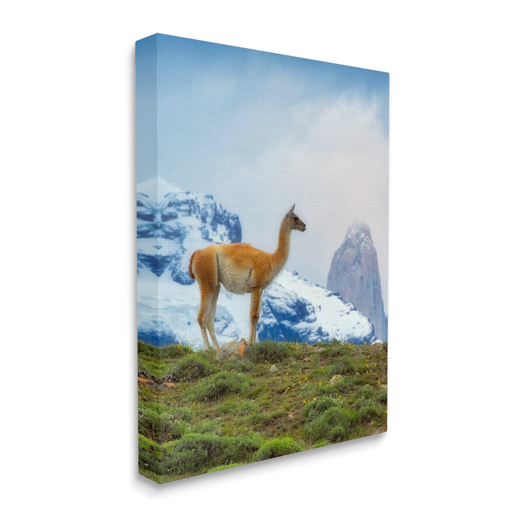 Stupell Industries Wild Llama Photography Animals & Insects Photography Gallery Wrapped Canvas Print Wall Art, 36 x 48