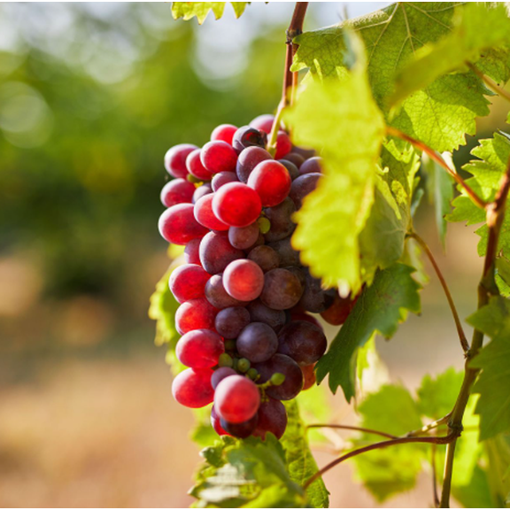 Red Catawba Grape Vine Plant Live for Planting, Sweet Red Grapes for Outdoor Garden 4 to 6 Inc Tall
