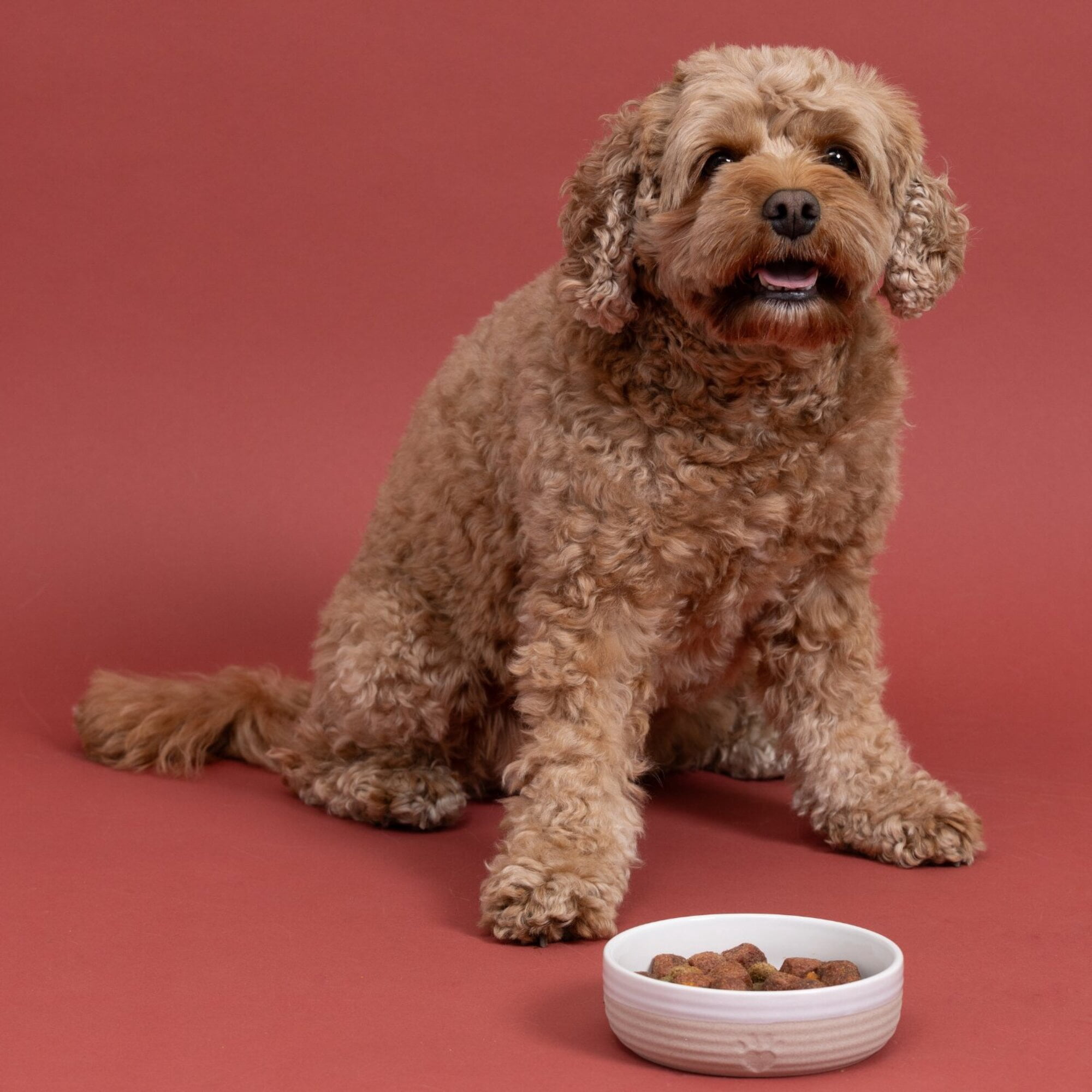 Mason Cash: Heart Paw Pet Bowl - 5.9", 16.9oz - Cream & Tan - Durable Ceramic Food-Water Dish, Microwave-Dishwasher Safe, Dog & Cat Feeding-Hydration