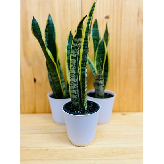 Snake Plant 4” includes White Cover Pot (One Plant & Pot)