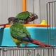 thumbnail image 3 of Children or Parrot Pretend Play Kitchen Toys Set Simulation Kitchen Wash the Dishes Toys Set for Children Interactive Toys, 3 of 5