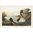 thumbnail image 3 of Audubon, John James 14x11 Black Modern Framed Museum Art Print Titled - Pl 301 Canvas-backed Duck, 3 of 5