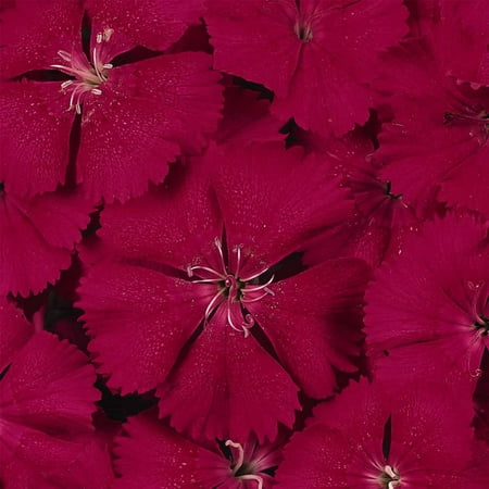 Dianthus Floral Lace Series Flower Seeds - Cherry - 100 Seeds - Annual Flower Garden Seeds - Dianthus chinensis x