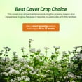 thumbnail image 3 of Outsidepride Buckwheat Cover Crop Seed - 20 LB, 3 of 7