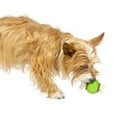 thumbnail image 3 of Premier Pet Ring Holding Dog Toy for Small Dogs - Refillable, 3 of 5