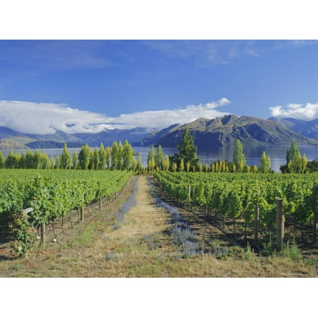 Vineyards at Winery on Shores of Lake Wanaka, South Island, New Zealand Print Wall Art By G