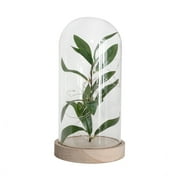 Mainstays 10" Indoor Tabletop LED Glass Enclosed Cloche with Faux Green Plant and Natural Wood Base