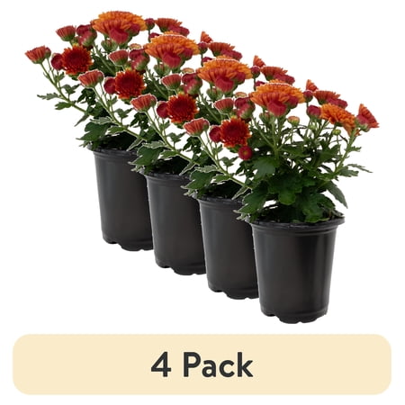(4 pack) Expert Gardener 1.0PT Orange Mum Live Plant in Grower Pot