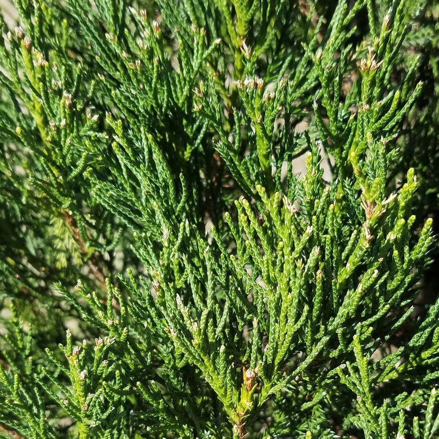 Hetzi Columnaris Juniper, Fast Growing Evergreen
