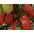 thumbnail image 4 of RedCrocus San Marzano Heirloom Tomato- Ideal for Sauces & Salads, Full Sun, Container & Garden, Attracts Pollinators, Supports Indoor & Outdoor Growing 4" Pot (Pack of 5), 4 of 20