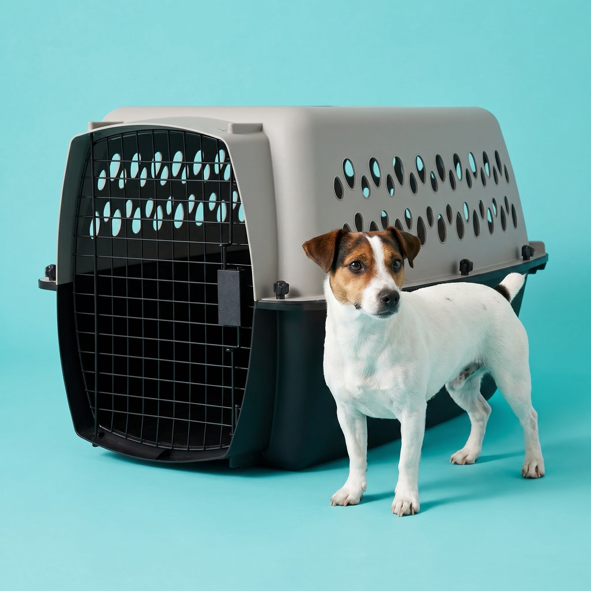 (2 pack) Vibrant Life Small Plastic Hard-Sided Pet Carrier, Black and Gray, 15 lb Limit