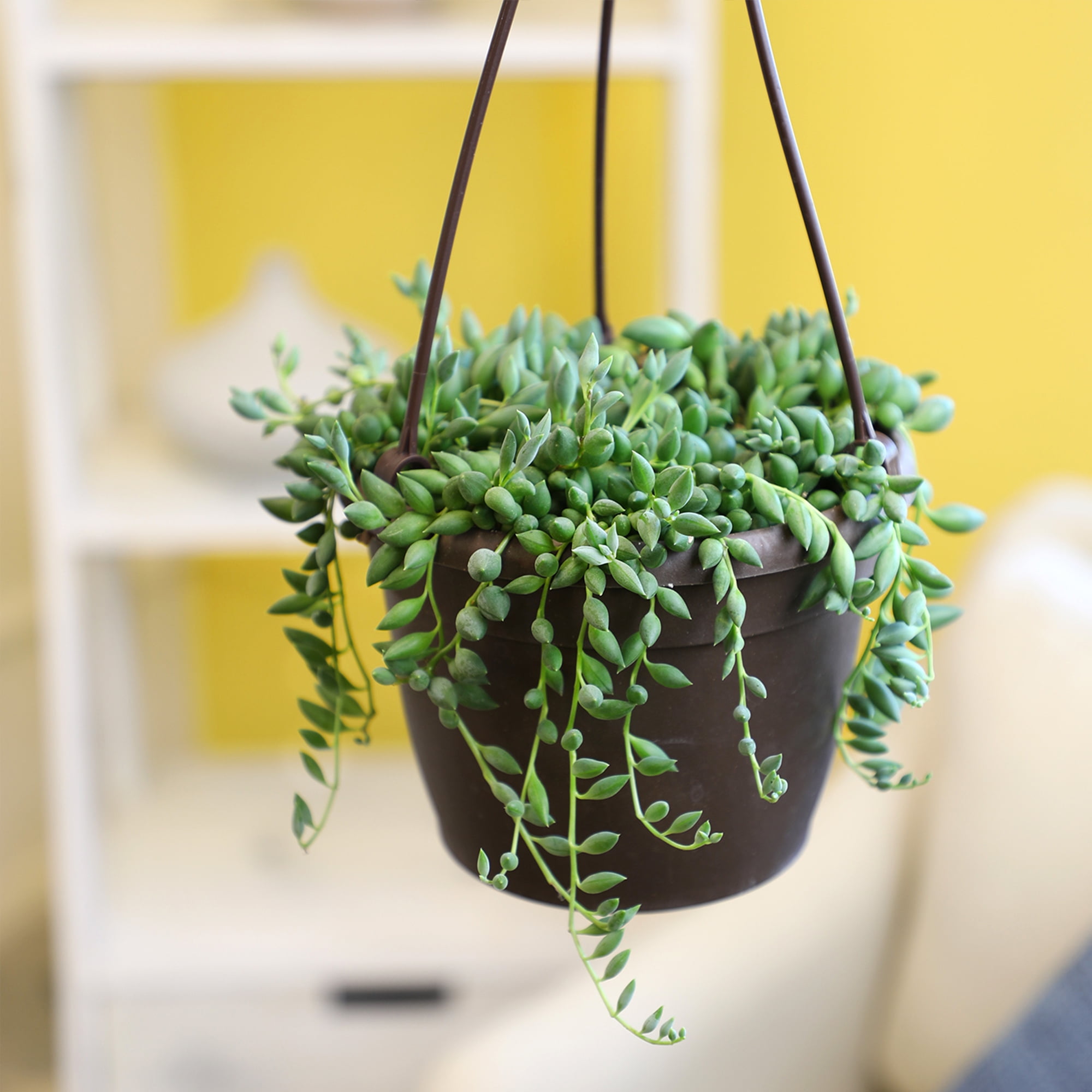 Altman Plants String of Raindrops Succulent (Senecio) 6" Easy Live Plant Hanging Basket