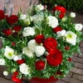 thumbnail image 3 of GSDWIUEW 20 Mixed Ranunculus Bulbs for Planting, Pastel Mixed Ranunculus Bulbs, Buttercup Color Mix Value Bag, Ranunculus Asiaticus Bulbs Mixed Colors, Bloom Year After Year, 3 of 4