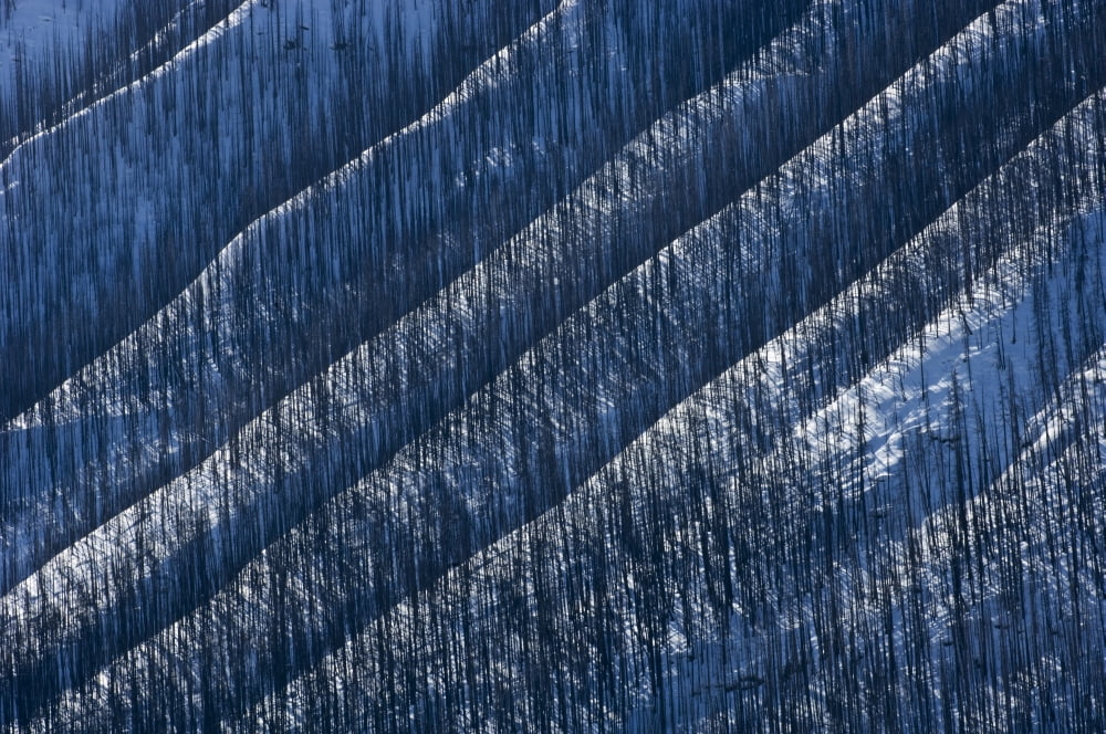 Burnt Trees On Moun