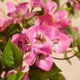 thumbnail image 4 of DR.Planzen Artificial Bougainvillea Tree 4FT UV Resistant Faux Bougainvillea Plant Fake Tree Pink Bougainvillea Tree - 390 Leaves 273 Flowers Artificial Plant for Indoor Outdoor Decor, 4 of 10