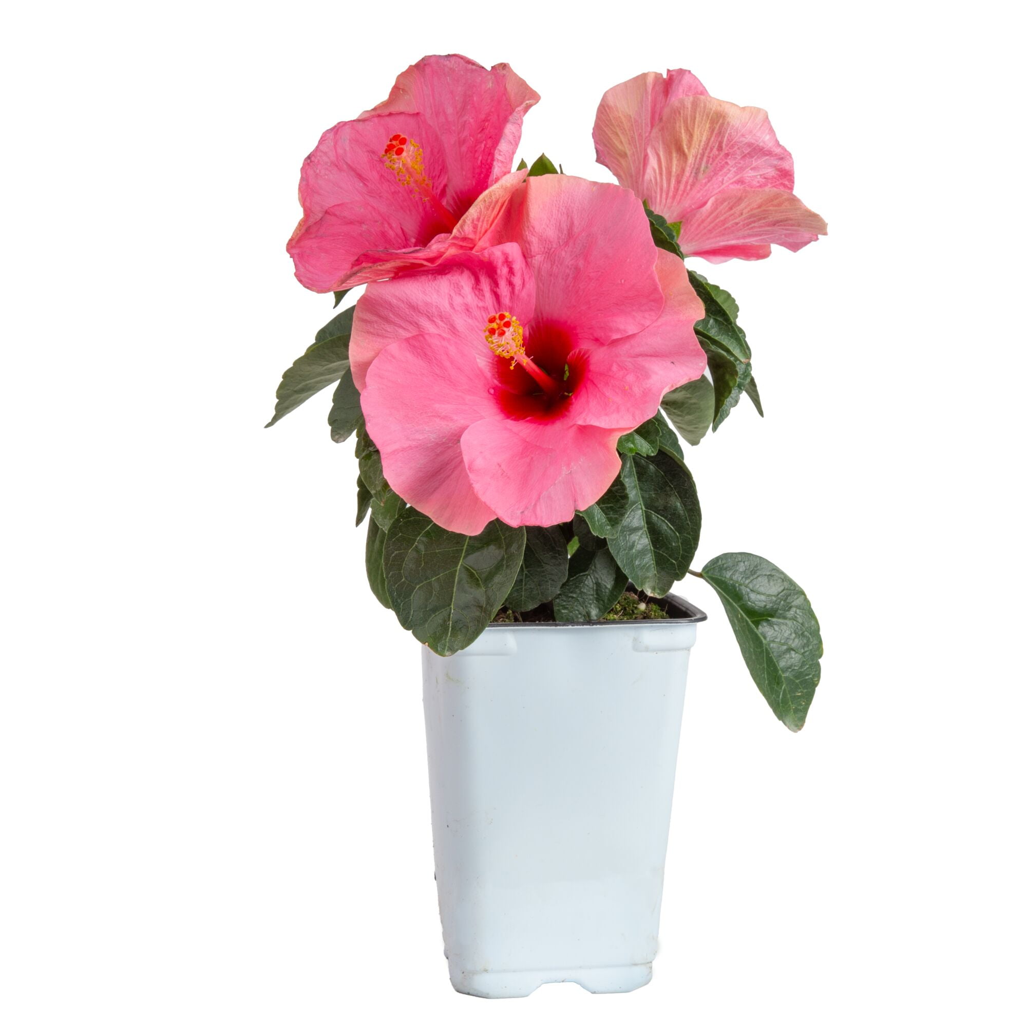 (2 pack) Island Blooms Live Indoor 14in. Tall Hibiscus Plant in 5in. Grower's pot