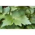 thumbnail image 6 of 50 Seeds LOVAGE Levistucum Officinale - Flavor like celery & anise - Herb Flower, 6 of 9